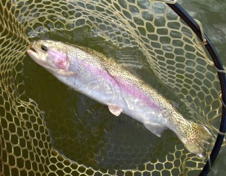 大安トラウトレイク 釣果